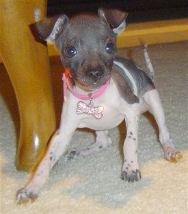 A gray and white American Hairless Terrier Puppy is standing on a carpet under a table and it is looking forward.