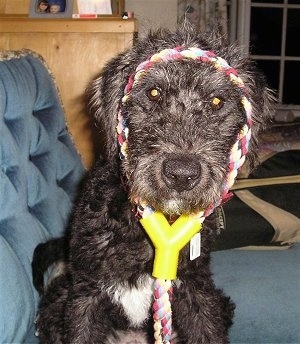 Close Up - Odie the Bedlington Terrier sitting on a couch with a rope toy around his head