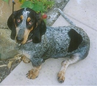 Greta the Basset bleu de Gascogne is sitting outside on a sidewalk