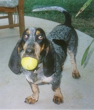 Greta the Basset Bleu de Gascogne with a tennis ball in her mouth