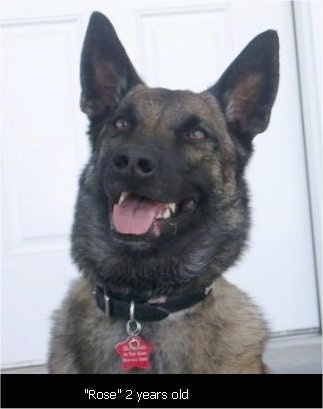 Rose the Belgian Malinois sitting in front of a door with the words 'Rose 2 years old' overlayed