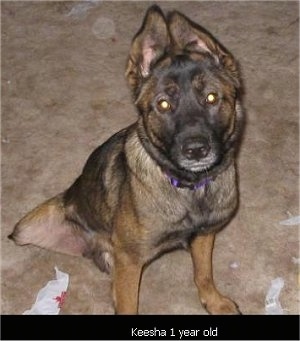 Keesha the Belgian Malinois sitting on a carpet with the words 'Keesha 1 year old' overlayed