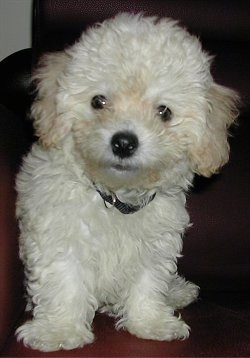 Close Up - Mr. Lee the white Bich-poo standing on a couch