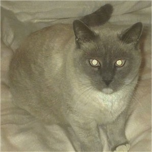 Jean' Claude the Siamese Cat is sitting on a blanket