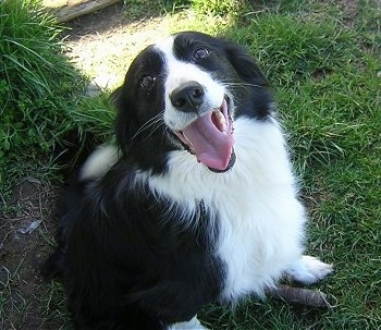 Close Up - Kaya the Border Collie sitting in grass with its mouth open and its tongue out