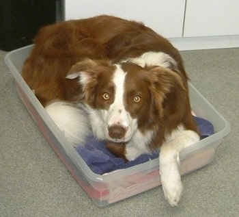 Red and White Border Collie
