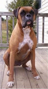 Cassius the Boxer sitting on a wooden deck facing forward