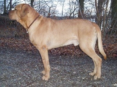 Left Profile - Elmedals Kvaser the Danish Broholmer is standing on a gravelly path and looking forward with woods and a body of water in the distance