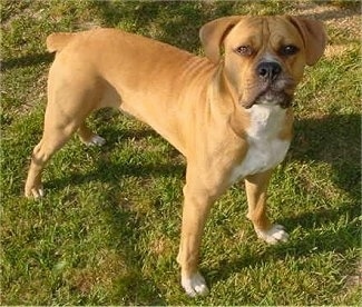 Tyson the Bulloxer standing on grass looking up into the camera