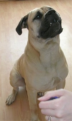 Teano the Bullmastiff sitting on a hardwood floor with its mouth open and looking up to its owners