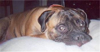 Close Up - Max the Bullmastiff laying on a fluffy dog bed