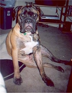 Max the Bullmastiff sitting on a dog bed and looking at the camera holder. There is a VHS/DVD player and a trash can in the background