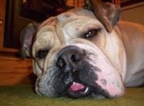 Close Up head shot - Chopper The Bulldog is laying down in front of a fireplace