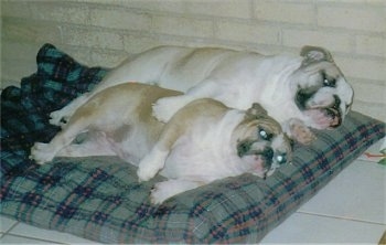 Two tan with white English Bulldogs are cuddling next to each other on there sides on a blue and gray pillow dog bed.