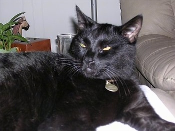 Close Up - Cujo the clack cat is laying on a leather ottoman