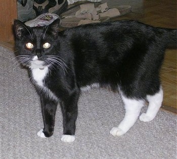 Pheebee the black with white cat is standing on a rug in front of a pile of shoes and looking up