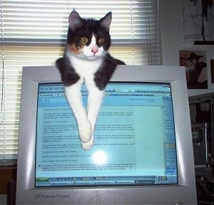 Pandora the Cat is laying on top of a CRT monitor with its front paws hanging over the front of the screen