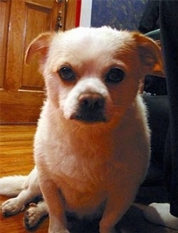 Macho the Cheeks is sitting mext to a couch on a hardwood floor