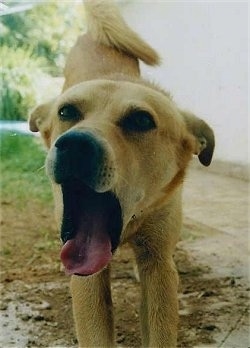 Close Up - Ishta the Canaan dog is yawning and stretching outside in dirt