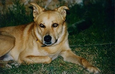 Close Up - Ishta the tan Canaan dog is laying outside in grass at night and looking towards the camera holder