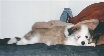 Keena the Canadian Eskimo puppy is laying on a bed with its head on a pillow and looking at the camera holder