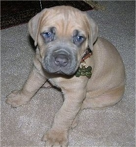 Close Up - Barone the Cane Corso Italiano puppy is sitting on a carpet with a rug next to him and looking up