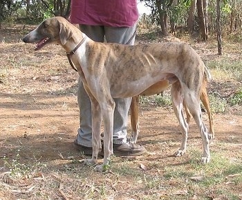 A person is standing in between two Caravan Hounds out in the woods