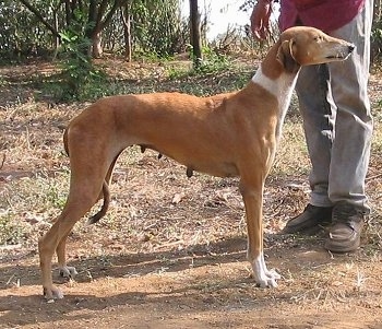 Right Profile - Caravan Hound is standing in dirt in the woods with a person behind it