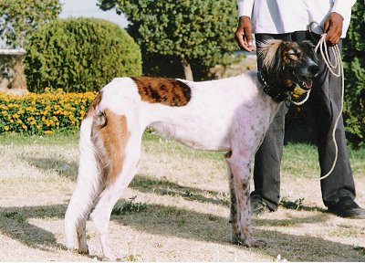 Left Profile - Prasad Mayekar the Caravan Hound is standing in a lawn with a person behind it and a bed of flowers in the background