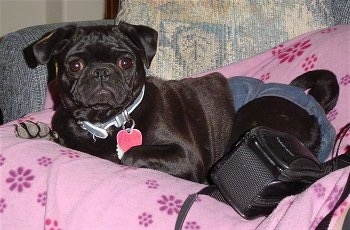 A black Muggin is laying on a pink pillow with a fanny pack next to it.