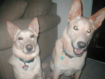 Rick and Annie the Carolina Dogs are sitting next to one another in front of a tan couch and in front of a fireplace