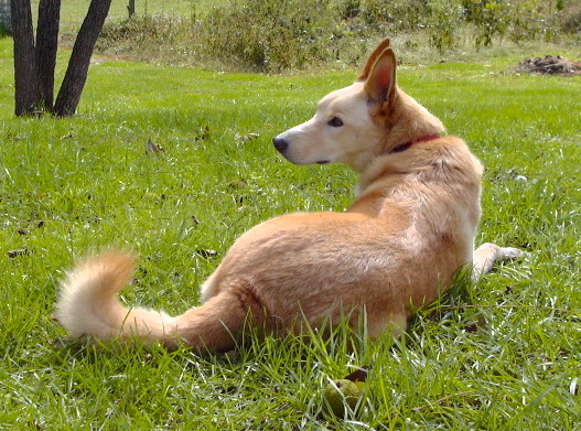 Rick The Carolina Dog is laying in a field and looking back