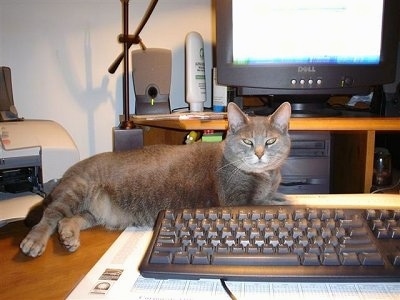 Momma Kitty the cat is laying behind a keyboard, at a work desk that has a Dell computer, speakers, lotion, a monitor and a printer