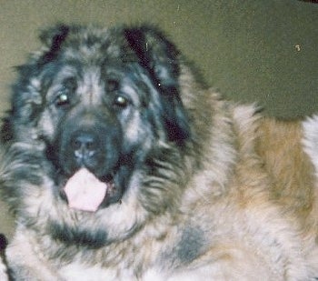 Close Up - A Caucasian Ovtcharka laying down with its mouth open and tongue out