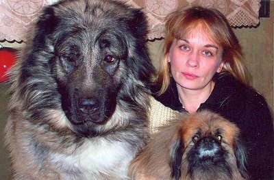 A Caucasian Ovtcharka is sitting next to its owner. It is also sitting next to a Pekingese Dog