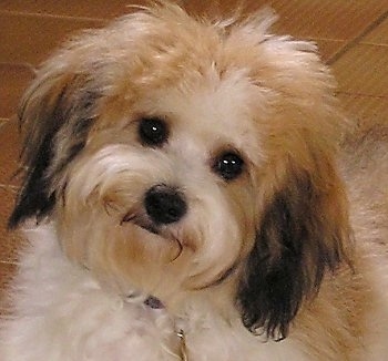 Fully Grown Cavachon