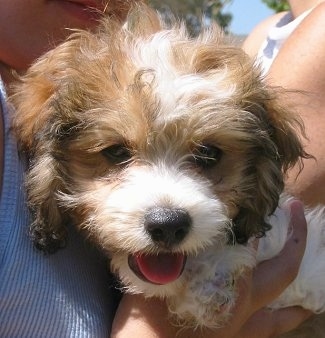 Close Up - A Cavachon Puppy being held by two girls