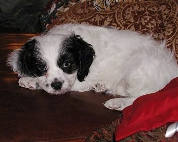 A Cavapoo Puppy is laying on a couch. There are pillows behind it