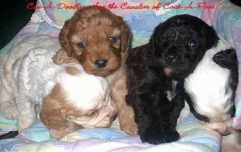 Four Cavapoo Puppies are laying in a blanket. Two of them are sleeping and Two of them are looking at the camera holder. There are a series of red words at the top of the photo