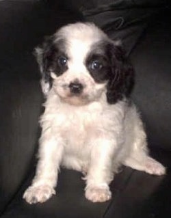 A Cavapoo puppy is sitting against the arm of a chair