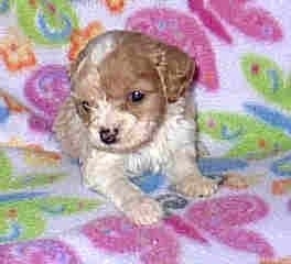 A Cavapoo Puppy is laying on a colorful blanket