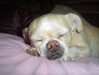 Jackie the Cheeks is sleeping on a pink blanket on a bed