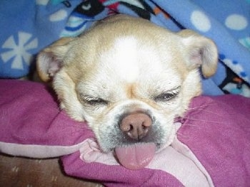 Jackie the Cheeks is sleeping on a purple blanket and her tongue is out