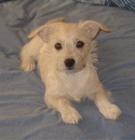 Peanut the Chi-Poo is laying on a bed and looking at the camera holder