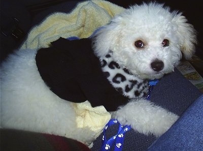 Vincent Drew the fluffy white Chi-Poo is wearing a black coat with a black and white leopard collar and laying on a couch