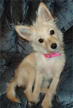 Daisy the cream Chi-Poo is wearing a hot pink collar and is sitting against the arm of a couch