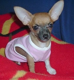 Lilly the tan and black big eared Chihuahua puppy is sitting on a red blanket and wearing a pink shirt