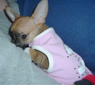 Lilly the tan and black large eared Chihuahua puppy is wearing a pink shirt with rhinestones on the back while laying on a persons leg