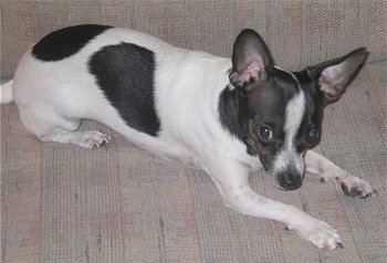 Rocky the Chihuahua is laying on a couch looking at the camera out of the corner of his eye