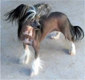 Zena the Chinese Crested hairless Powderpuff is standing on a carpet and looking to the right